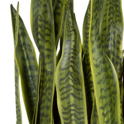 Uttermost Fasita Planter Botanicals