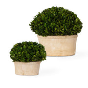 Uttermost Preserved Boxwood Oval Domes, Set Of Two Botanicals