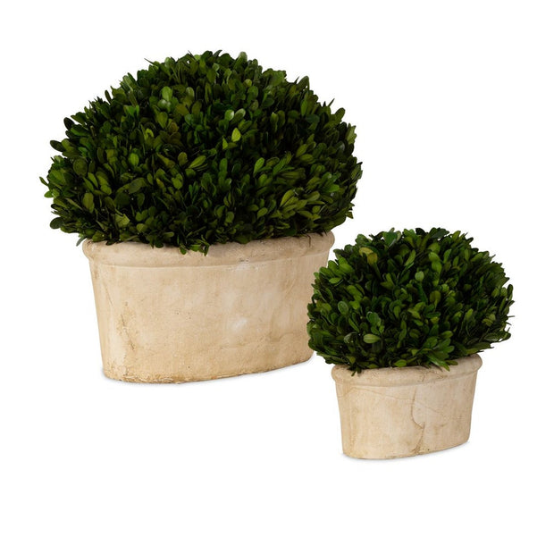 Uttermost Preserved Boxwood Oval Domes, Set Of Two Botanicals