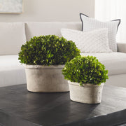 Uttermost Preserved Boxwood Oval Domes, Set Of Two Botanicals