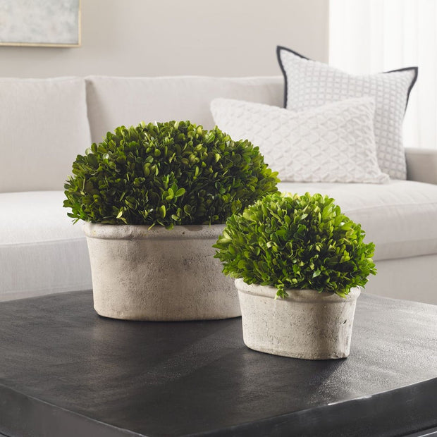 Uttermost Preserved Boxwood Oval Domes, Set Of Two Botanicals