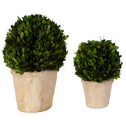 Uttermost Preserved Boxwood Oval Domes, Set Of Two Botanicals