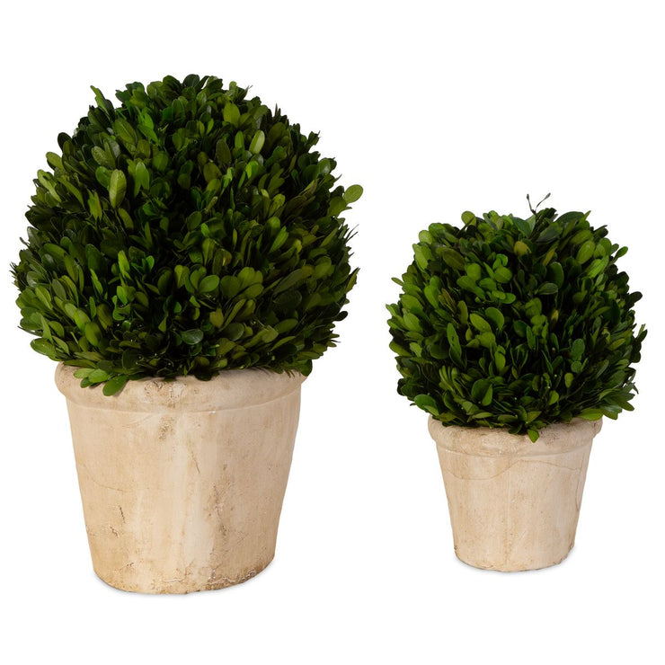 Uttermost Preserved Boxwood Oval Domes, Set Of Two Botanicals