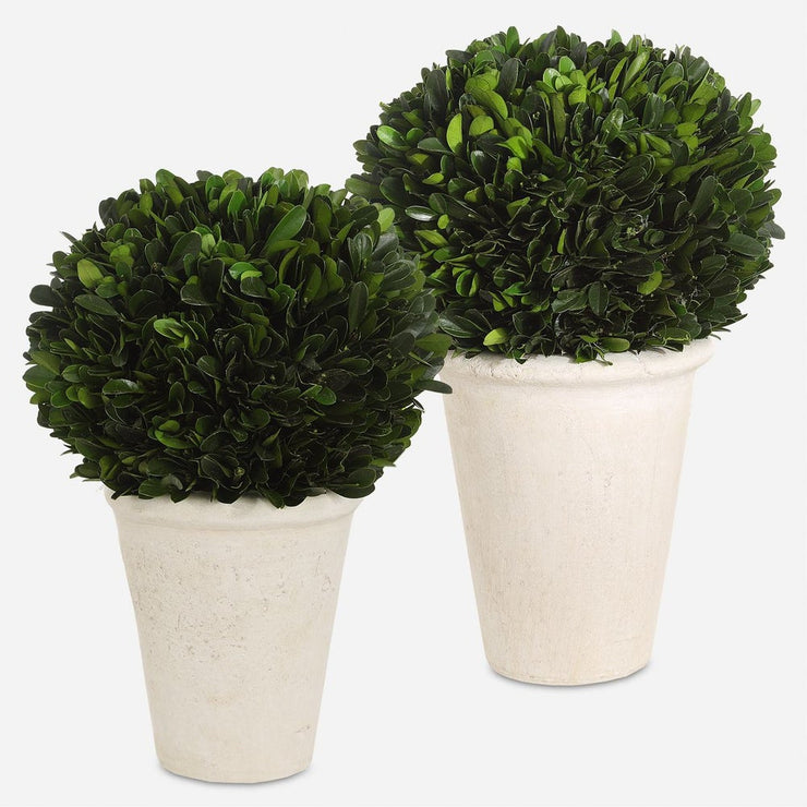 Uttermost Preserved Boxwood Domes, Set Of Two Botanicals