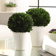 Uttermost Preserved Boxwood Domes, Set Of Two Botanicals