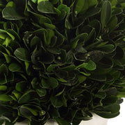 Uttermost Preserved Boxwood Domes, Set Of Two Botanicals