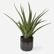 Uttermost Tucson Aloe Planter Botanicals