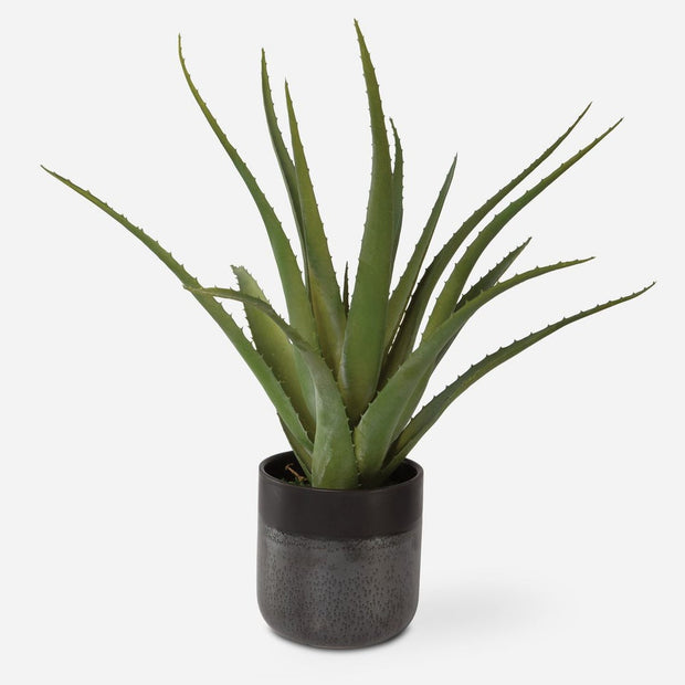 Uttermost Tucson Aloe Planter Botanicals