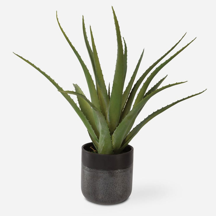 Uttermost Tucson Aloe Planter Botanicals