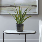 Uttermost Tucson Aloe Planter Botanicals