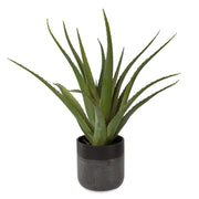 Uttermost Tucson Aloe Planter Botanicals