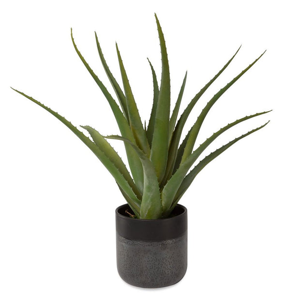 Uttermost Tucson Aloe Planter Botanicals