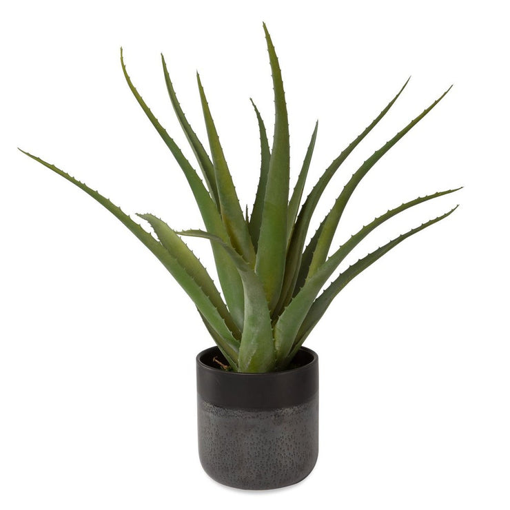 Uttermost Tucson Aloe Planter Botanicals