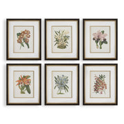 Uttermost Orchid Botanical Framed Prints ~ Set Of 6