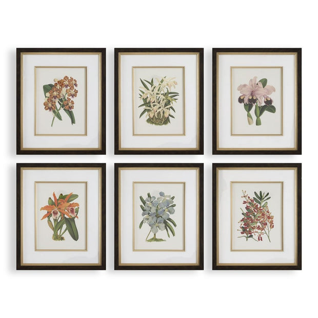 Uttermost Orchid Botanical Framed Prints ~ Set Of 6