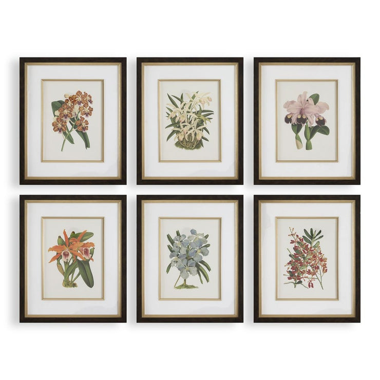 Uttermost Orchid Botanical Framed Prints ~ Set Of 6