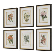 Uttermost Orchid Botanical Framed Prints ~ Set Of 6