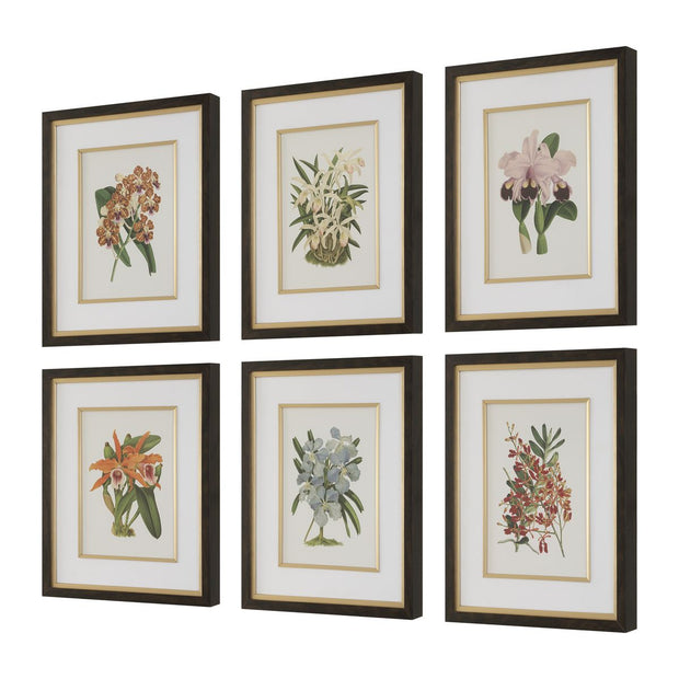 Uttermost Orchid Botanical Framed Prints ~ Set Of 6