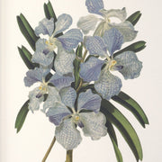 Uttermost Orchid Botanical Framed Prints ~ Set Of 6