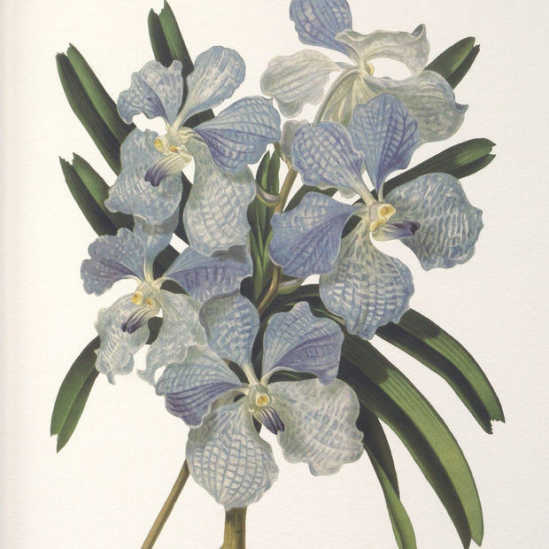 Uttermost Orchid Botanical Framed Prints ~ Set Of 6