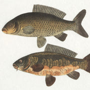 Uttermost The Catch Set of 2 Fish Framed Prints