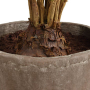 Uttermost Zamia Palm Tree With Rustic Concrete Pot