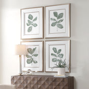 Uttermost Fiddle Head Leaf Set of 4 Botanical Framed Prints