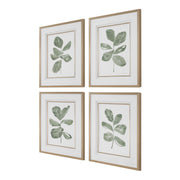 Uttermost Fiddle Head Leaf Set of 4 Botanical Framed Prints