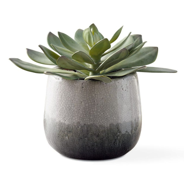Uttermost Dudleya Succulent ~ Indoor And Outdoor Use