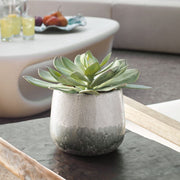 Uttermost Dudleya Succulent ~ Indoor And Outdoor Use