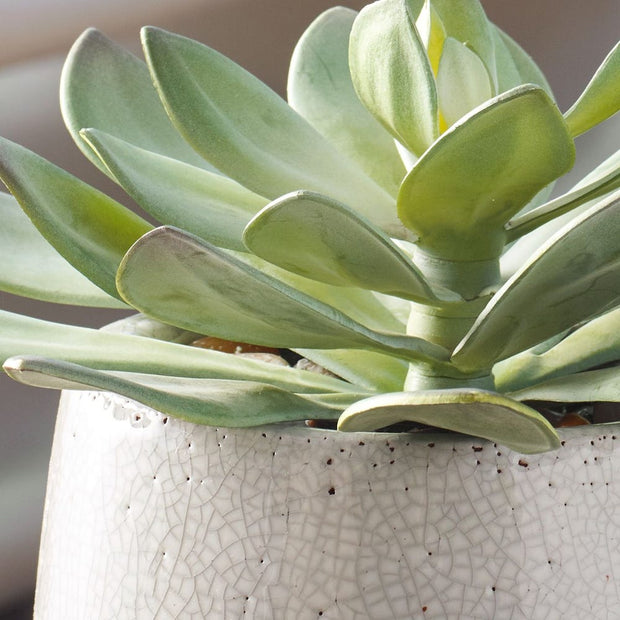Uttermost Dudleya Succulent ~ Indoor And Outdoor Use