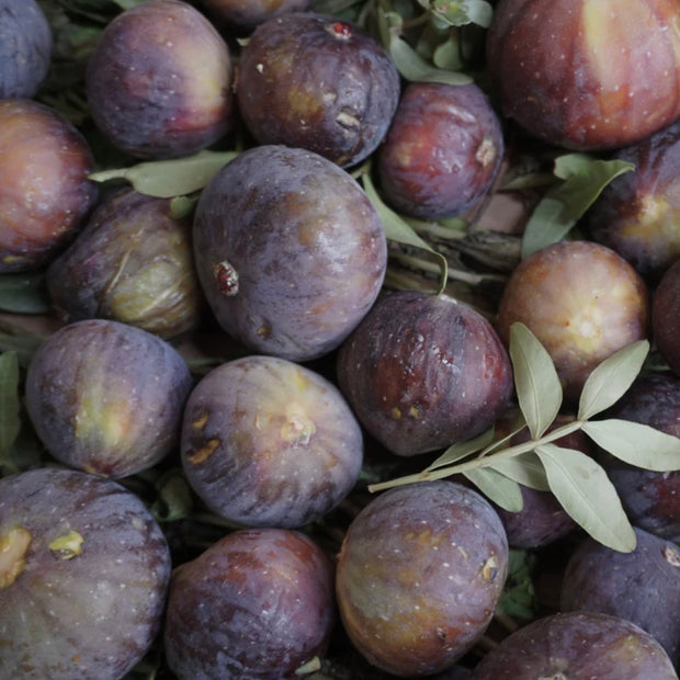 Maison France Luxe x The Laundry Evangelist French Luxury Laundry Detergent ~ Moroccan Fig