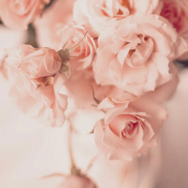 Maison France Luxe x The Laundry Evangelist French Luxury Laundry Detergent ~ French Rose