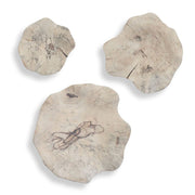 Uttermost Teo Bleached Wood Wall Decor ~ Set Of 3