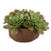 Uttermost Sable Succulent Accent In A Natural Terracotta Finish
