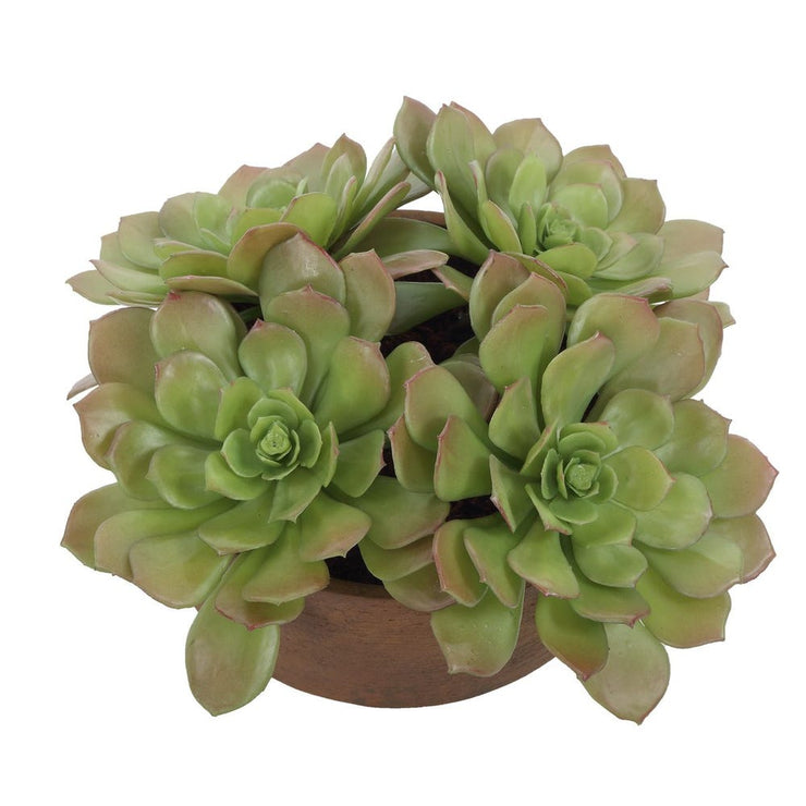 Uttermost Sable Succulent Accent In A Natural Terracotta Finish