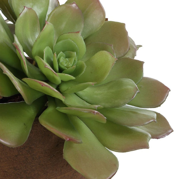 Uttermost Sable Succulent Accent In A Natural Terracotta Finish