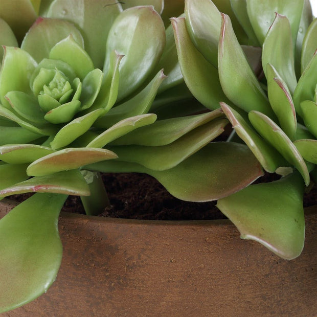 Uttermost Sable Succulent Accent In A Natural Terracotta Finish