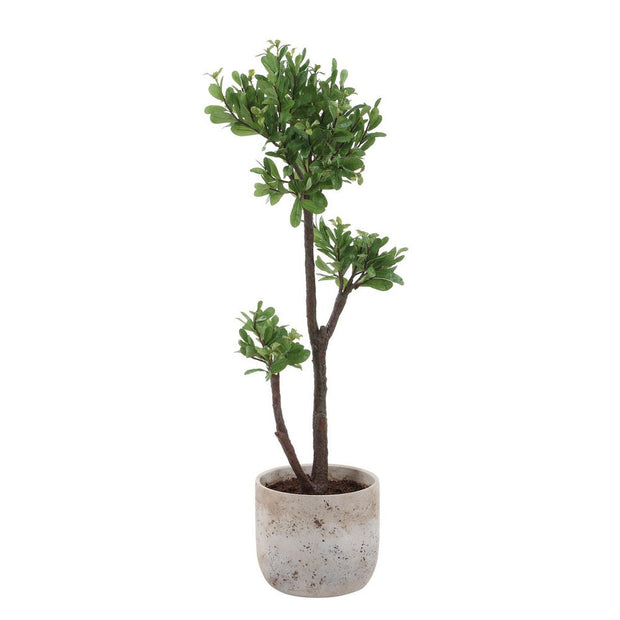 Uttermost Arbor Strawberry Tree In An Aged Ivory And Natural Texture Pot