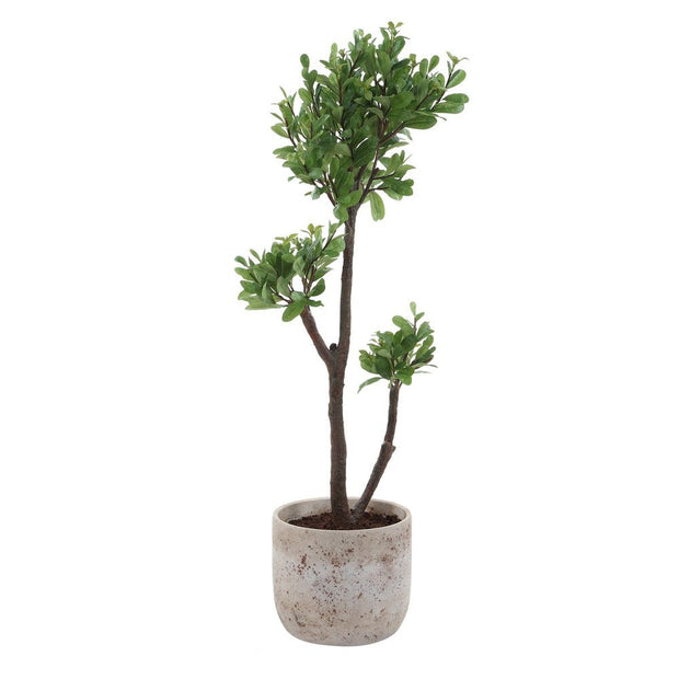 Uttermost Arbor Strawberry Tree In An Aged Ivory And Natural Texture Pot