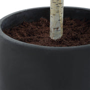 Uttermost Boreal Potted Lifelike Tall Birch Tree