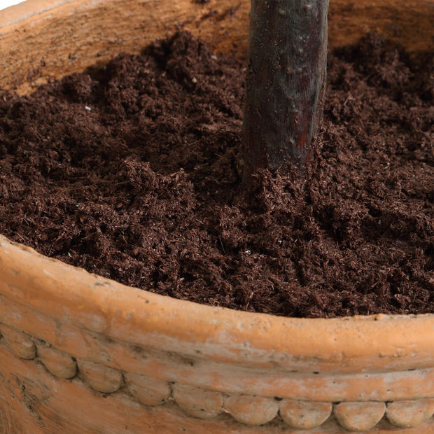 Uttermost Olea Life-Like Potted Olive Tree in Terracotta Finished Concrete Planter