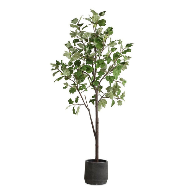 Uttermost Eden Fig Tree In Charcoal Black Concrete Pot
