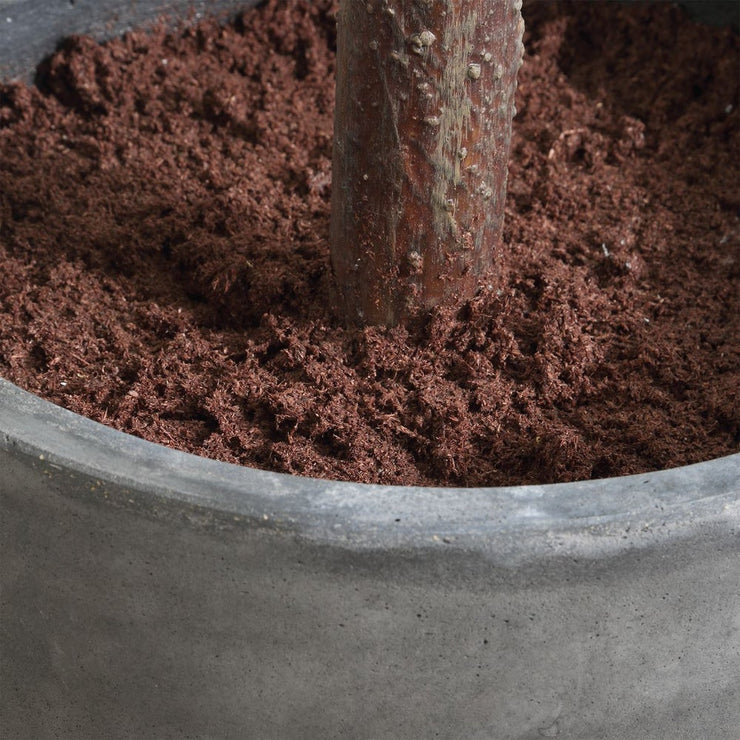 Uttermost Eden Fig Tree In Charcoal Black Concrete Pot